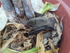 Pipistrellus abramus