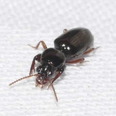 Dyschirius