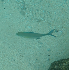Caranx melampygus