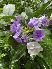 Brunfelsia