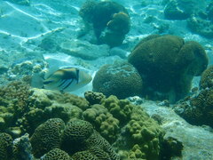 Rhinecanthus aculeatus