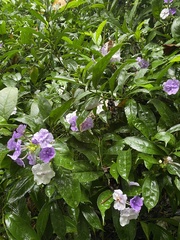 Brunfelsia