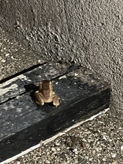 Eleutherodactylus coqui