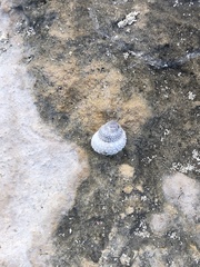 Cenchritis muricatus