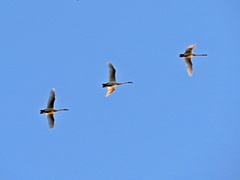 Cygnus columbianus