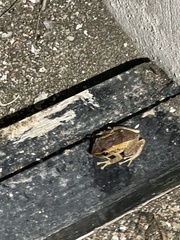 Eleutherodactylus coqui