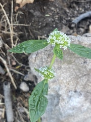 Spermacoce verticillata