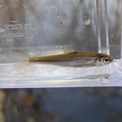 Luxilus zonatus