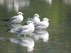 Chroicocephalus brunnicephalus