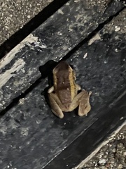 Eleutherodactylus coqui