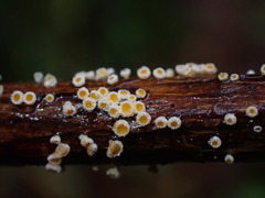 Capitotricha bicolor