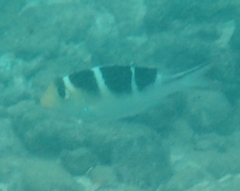 Monotaxis grandoculis