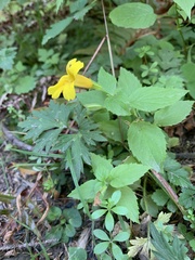 Erythranthe dentata