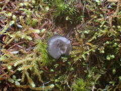 Pseudoplectania nigrella