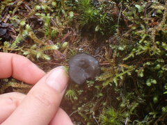 Pseudoplectania nigrella