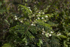 Acaciella angustissima
