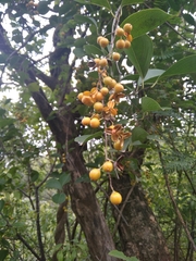 Celastrus paniculatus