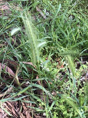 Hordeum murinum