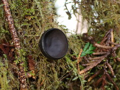 Pseudoplectania nigrella