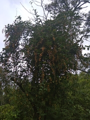 Celastrus paniculatus