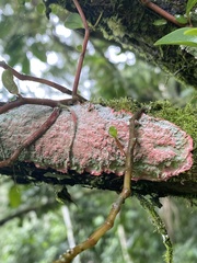 Herpothallon