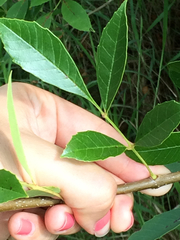 Fraxinus berlandieriana