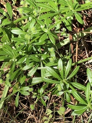 Galium aparine