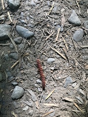 Nearctodesmidae