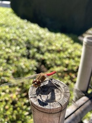 Sympetrum frequens