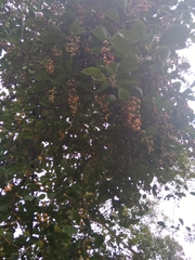 Celastrus paniculatus