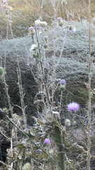 Cirsium neomexicanum