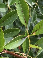 Fraxinus berlandieriana