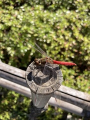 Sympetrum frequens