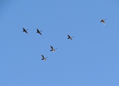 Cygnus columbianus