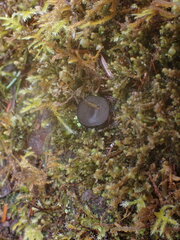 Pseudoplectania nigrella