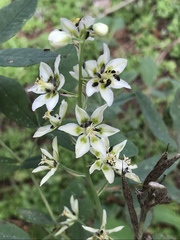 Anticlea elegans elegans