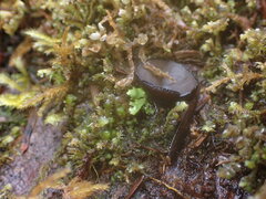 Pseudoplectania nigrella