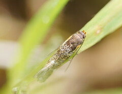 Euthictis marmaraspis