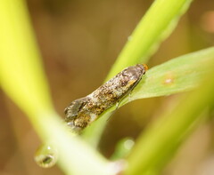 Euthictis marmaraspis