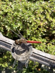 Sympetrum frequens