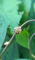 Chinavia marginata