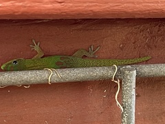 Phelsuma laticauda