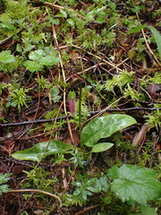 Erythronium revolutum