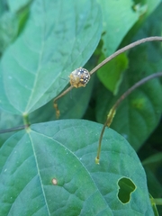 Chinavia marginata