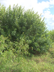 Fraxinus berlandieriana