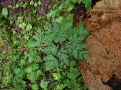 Dicentra formosa