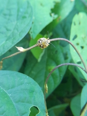 Chinavia marginata