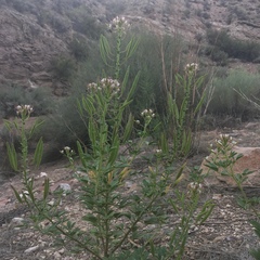 Polanisia dodecandra trachysperma