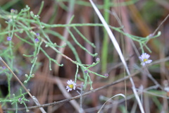 Symphyotrichum adnatum