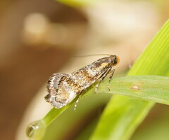 Euthictis marmaraspis